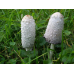 Мицелий Чернильного гриба / Навозник белый (Coprinus comatus)